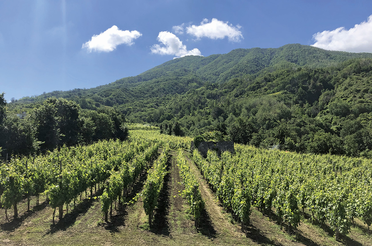Rows of vines rise towards the forested slopes of Monte Somma at Cantine Olivella