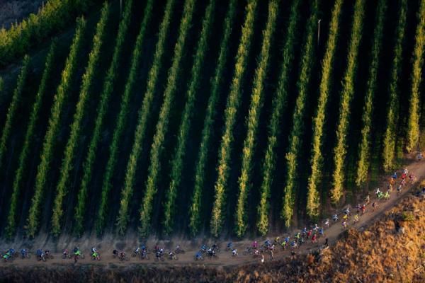 Aerial shot of riders riding through the vineyard during stage seven of the 2010 Absa Cape Epic Mountain Bike stage race held in and around Oak Valley in the Western Cape, South Africa.