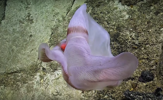 This armless, shapeshifting sack is a jelly called Deepstaria.