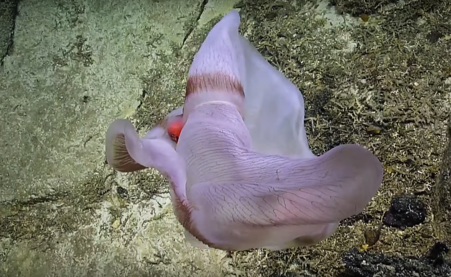 Deep-Sea Explorers Find Rare Shapeshifting Jellyfish with a Prize Inside