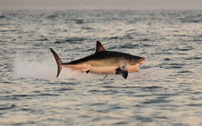 Shore-based shark fishing banned in Redington Shores