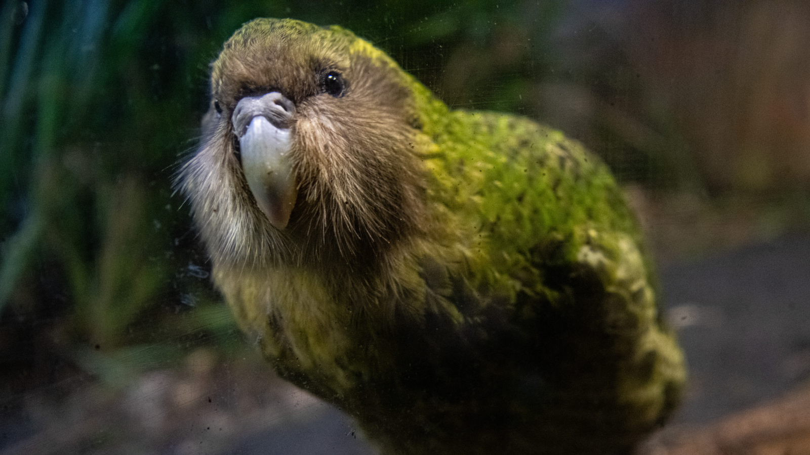 The kākāpō.