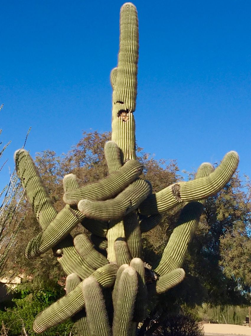 Photos Inside the Bizarre World of the Crested Saguaro Cactus Live
