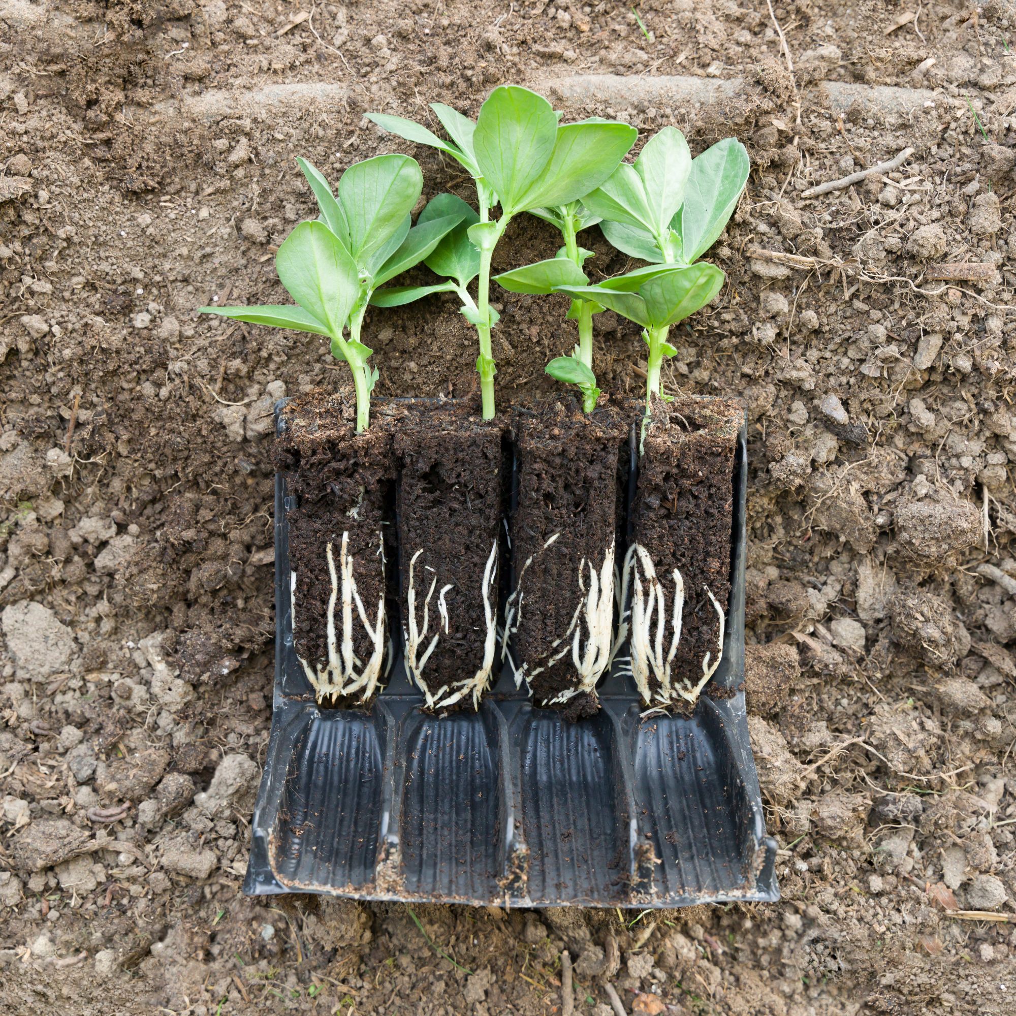 Broad bean seedlings growing in open rootrainers, ready to be transplanted into the garden