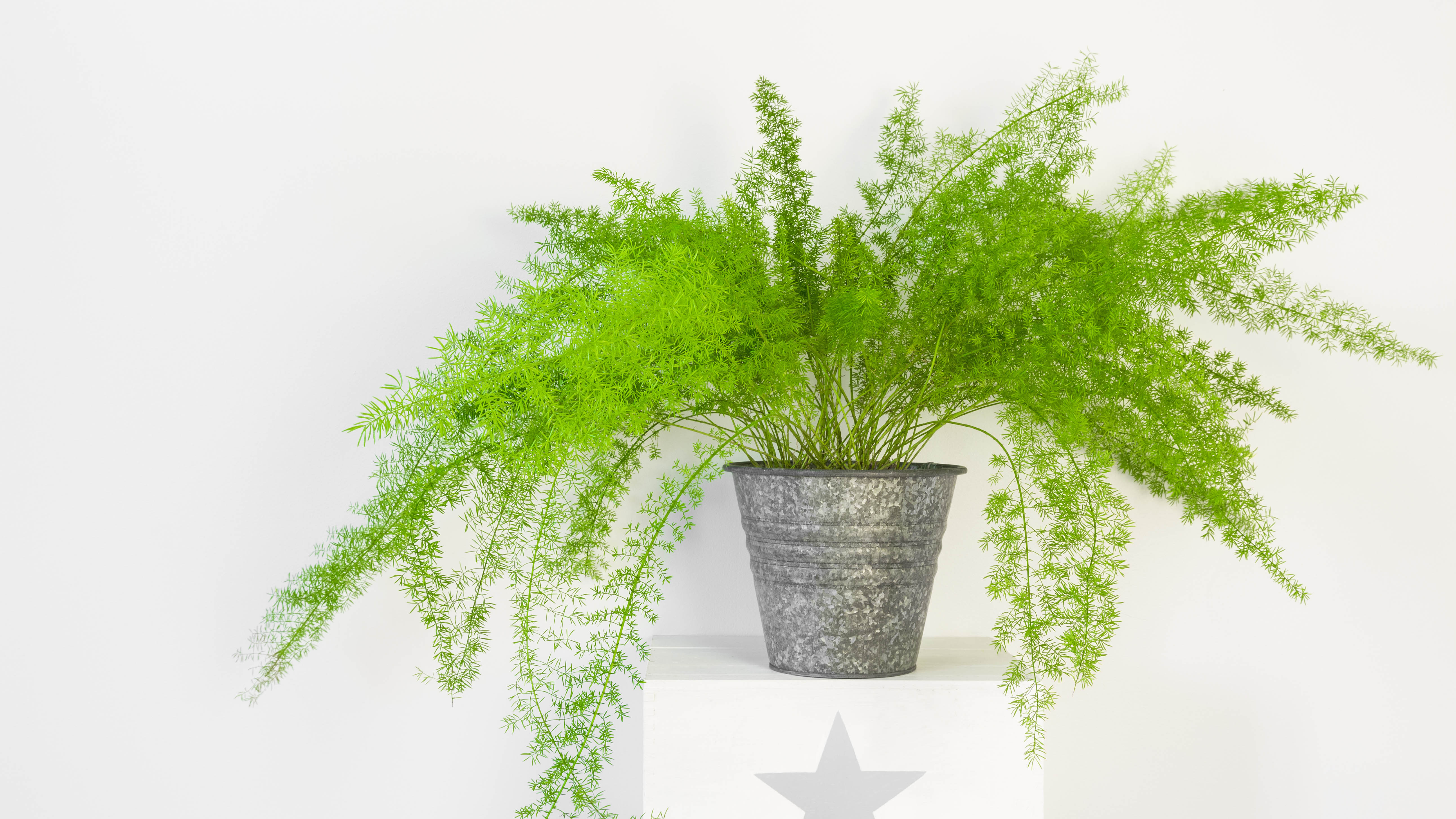 Asparagus Fern