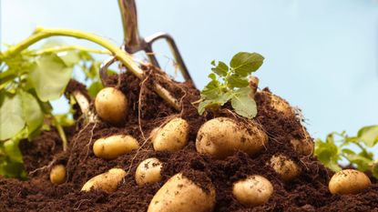 Potatoes being turned in the soil by a garden fork