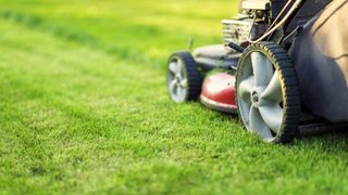 When should I start mowing my lawn in spring? | fresh cut lawn