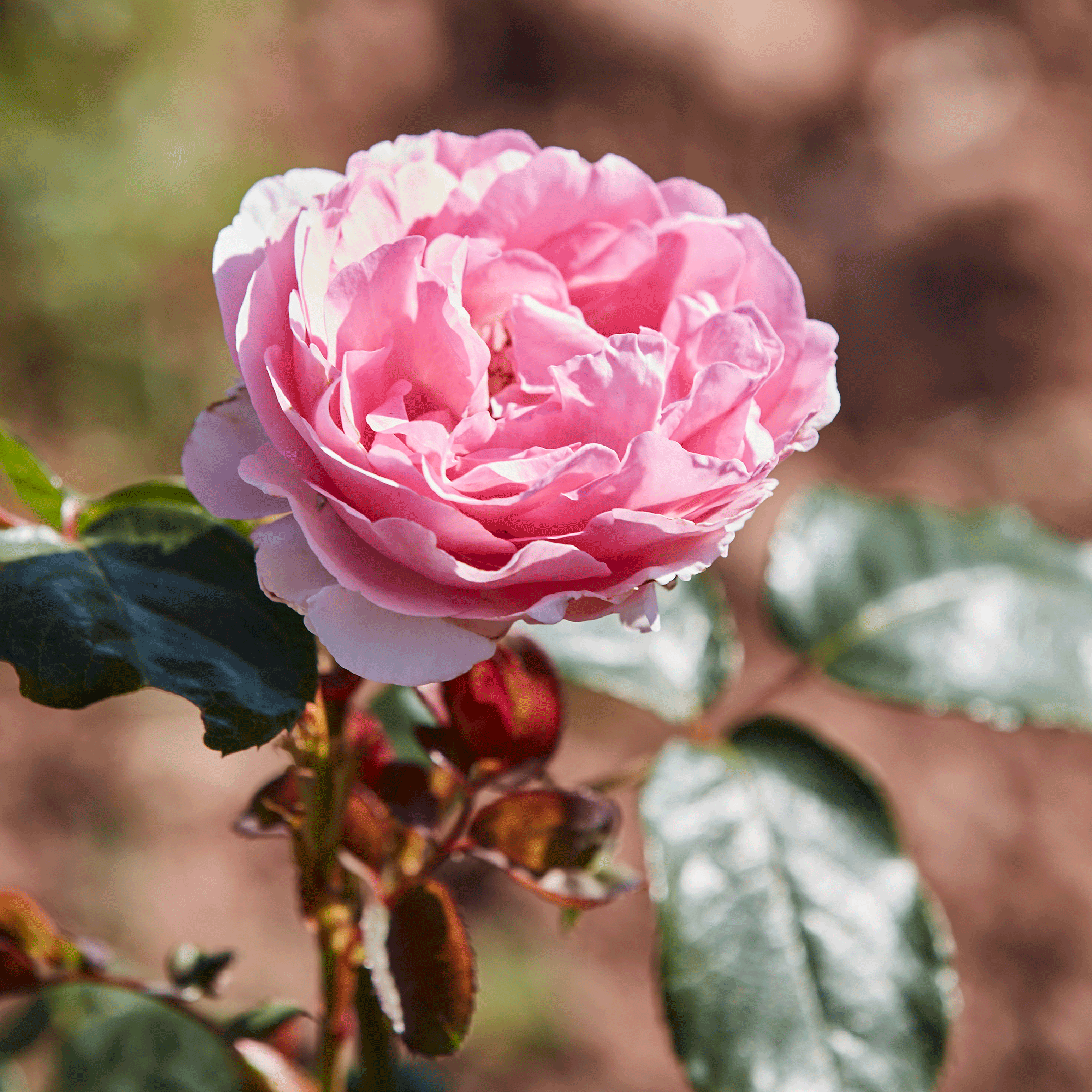 Roses in garden