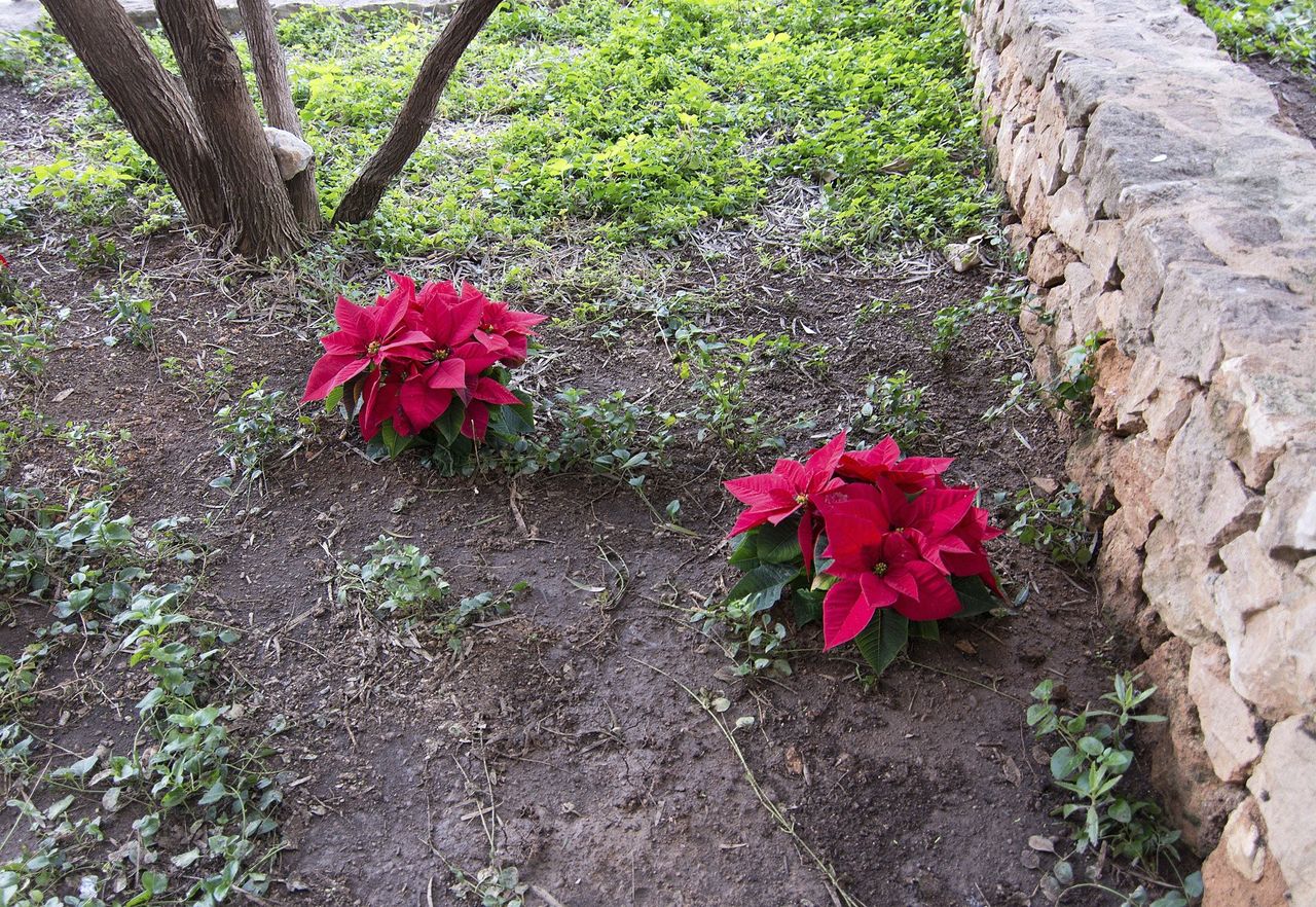 poinsettia outdoors