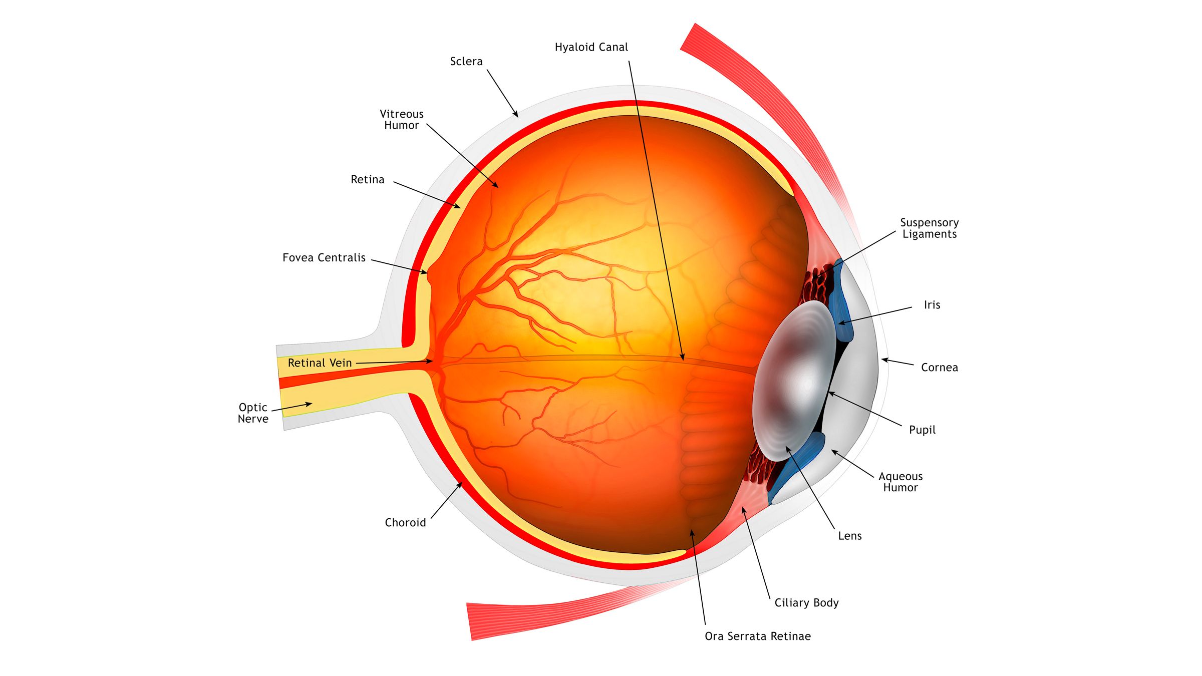 Diagram of the human eye