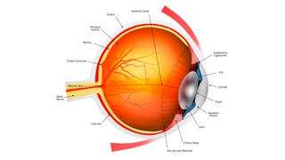 Diagram of the human eye