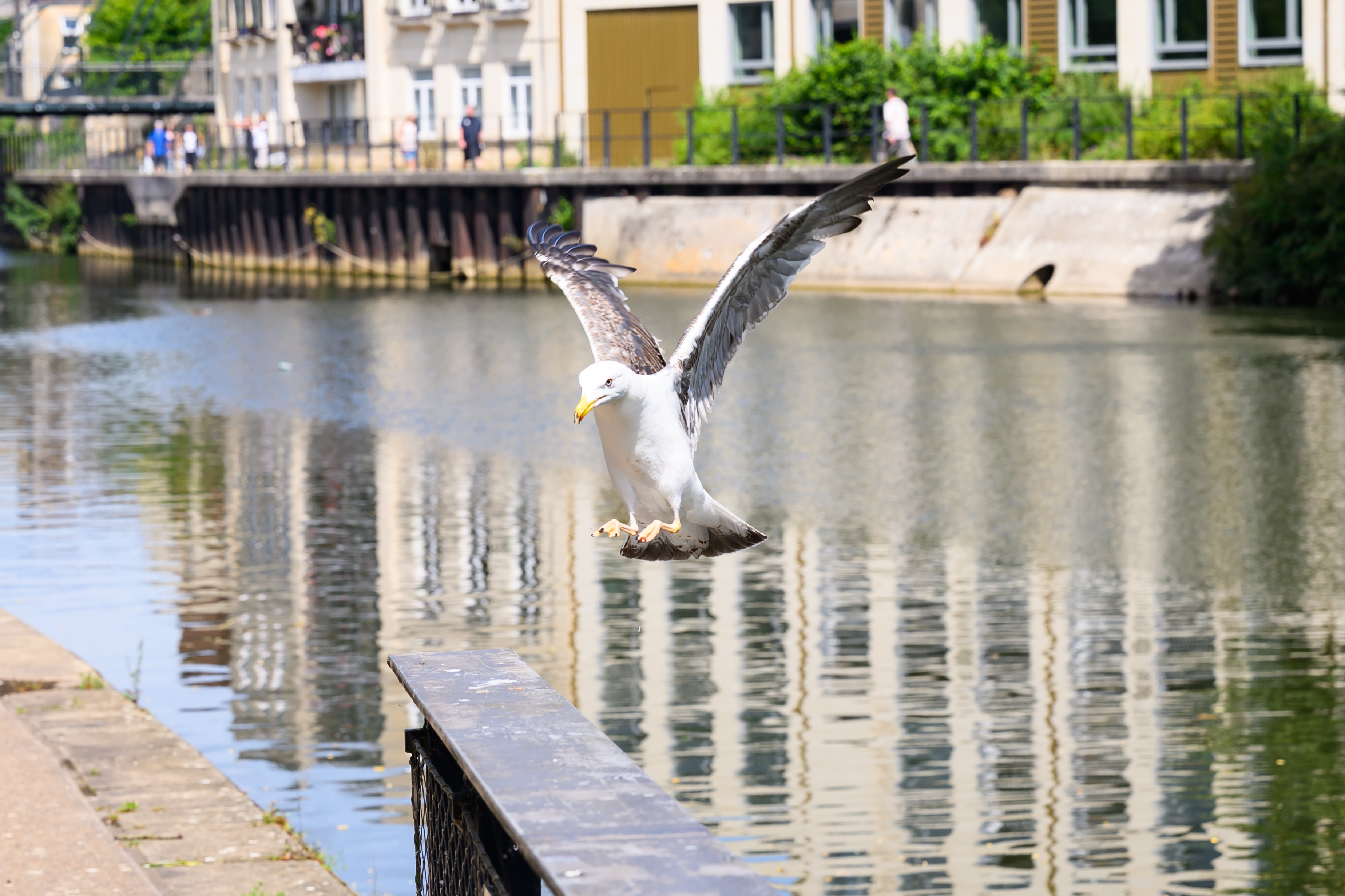 A photo of a seagull in flight taken on the Nikon Z5II