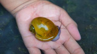 Mystery Snails