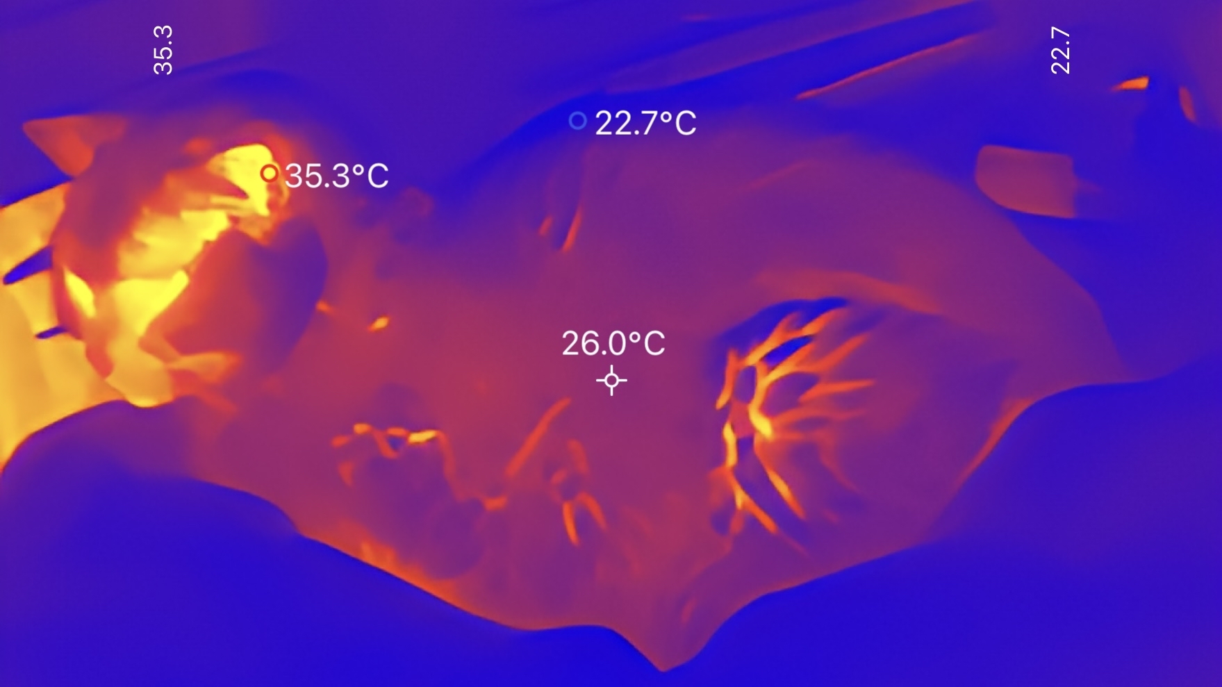 Thermal image of a cat