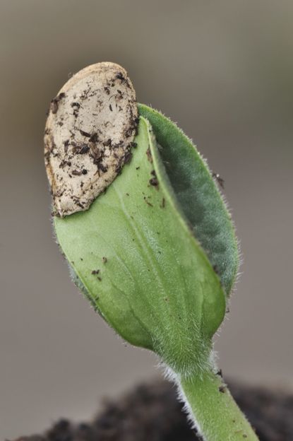 Close Up Of Cotyledon On Plant
