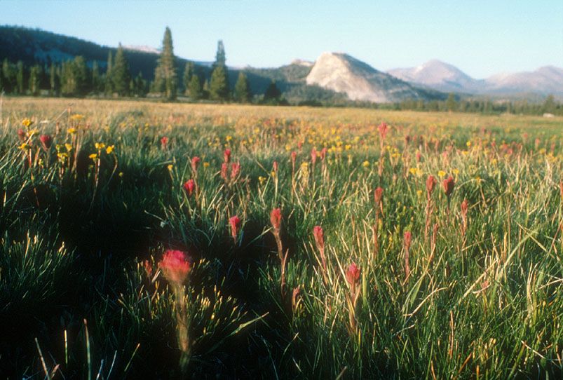 Tuolumne Meadows