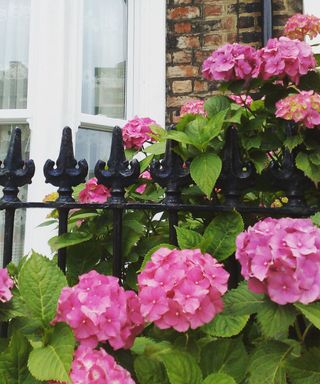 pink hydrangeas along a black fence