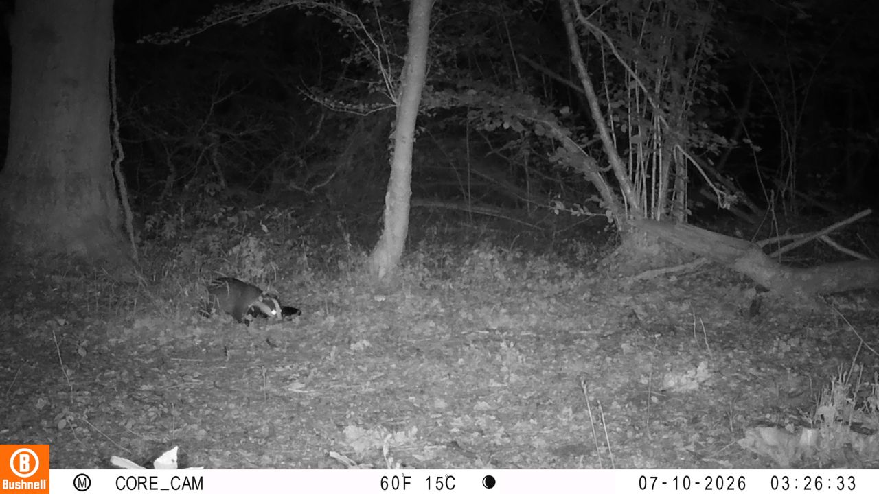 Sample images from the Bushnell Core S-4K No Glow trail camera