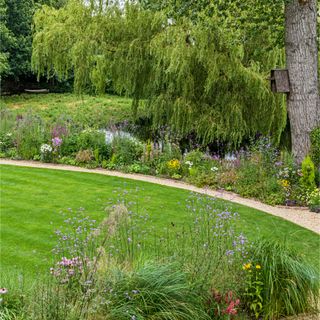 Small grass lawn in country garden with flowering border and willow tree