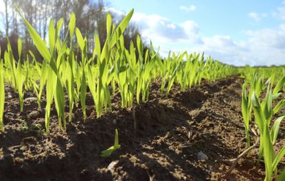 Cover Crops In Clay Soil