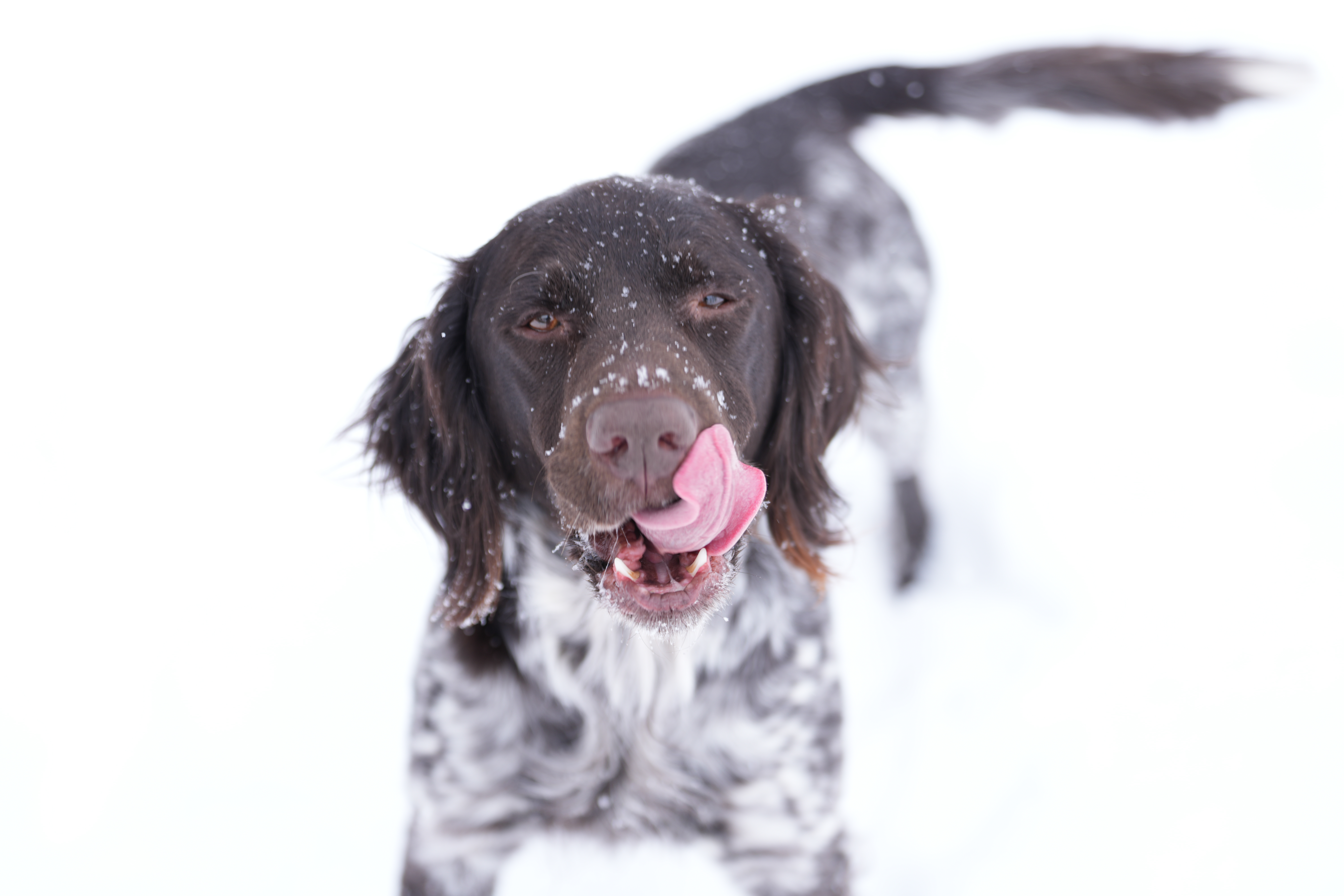 Sample images taken with the Sony 70-200mm f/2.8 GM OSS II lens and the Sony A7R V