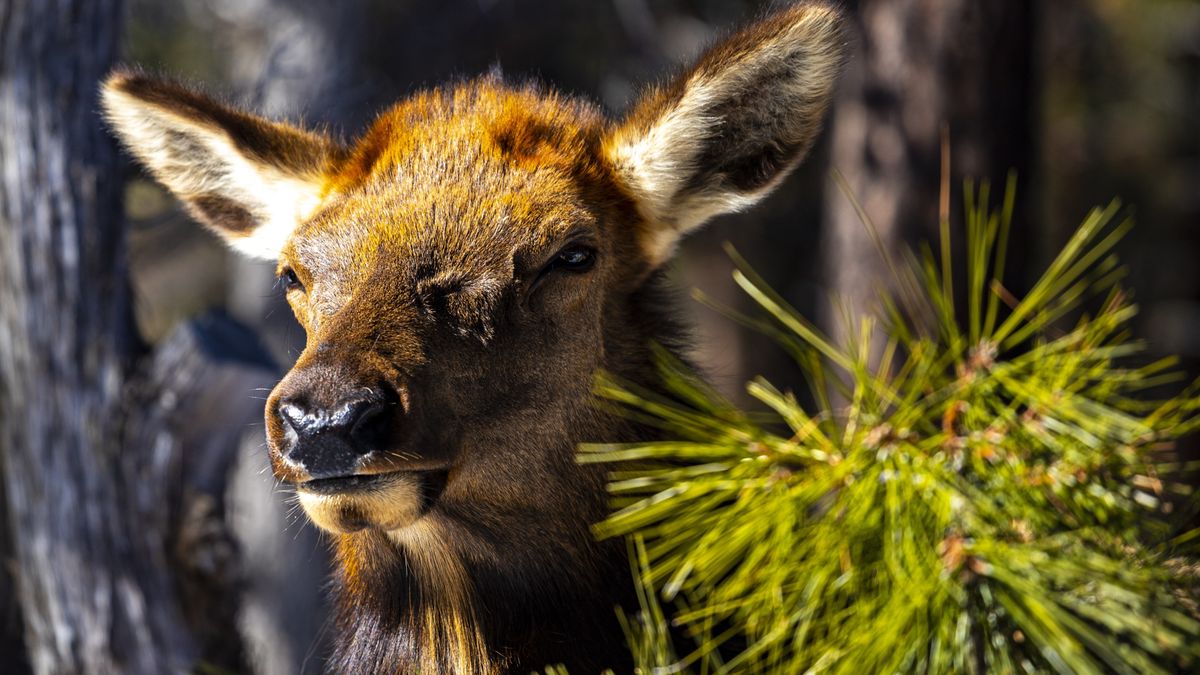 Elk at Grand Canyon, USA