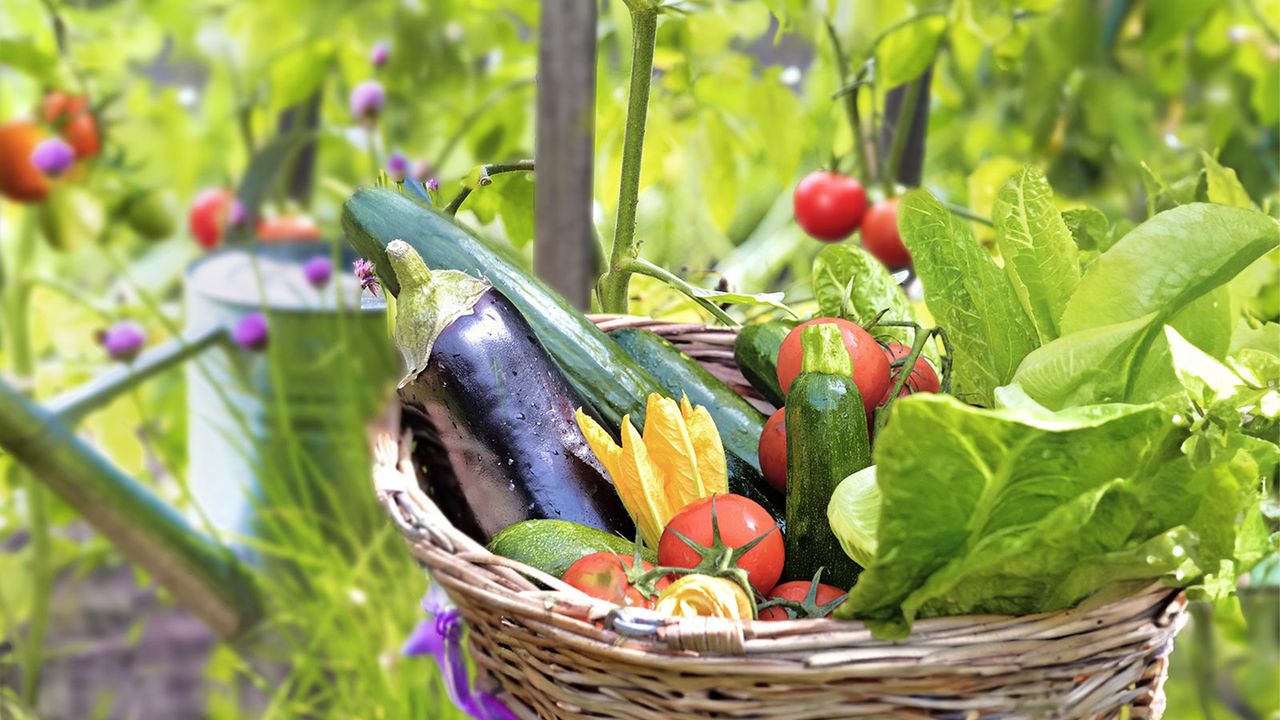 Basket of vegetables freshly harvested from garden