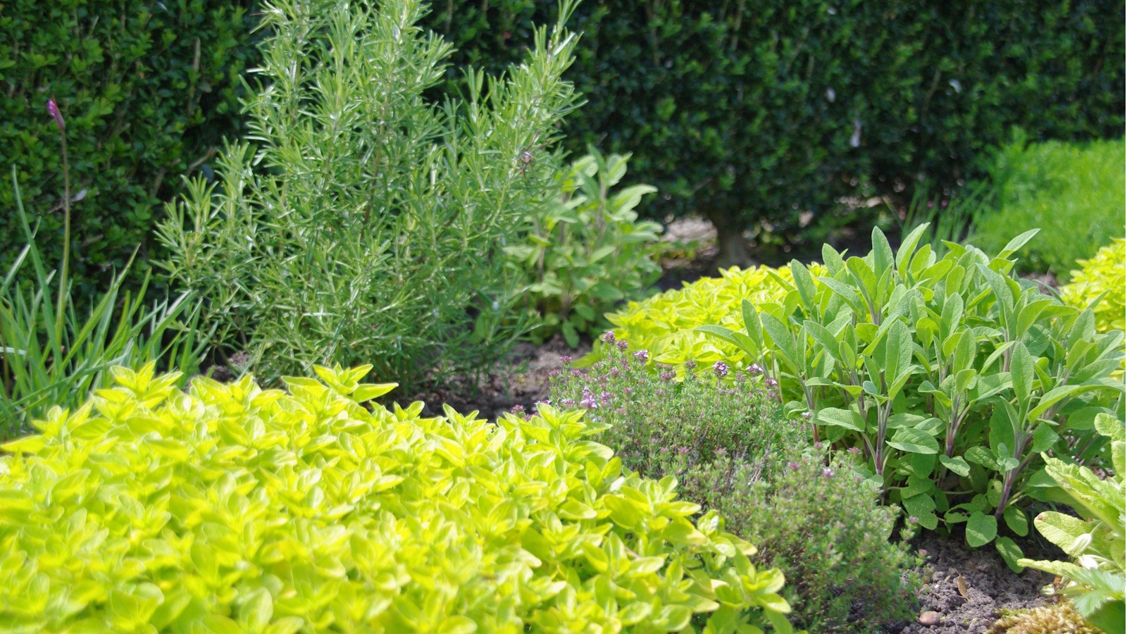 Coffee grounds and tea bags for herbs
