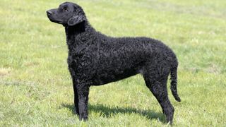 Curly coated retriever on grass