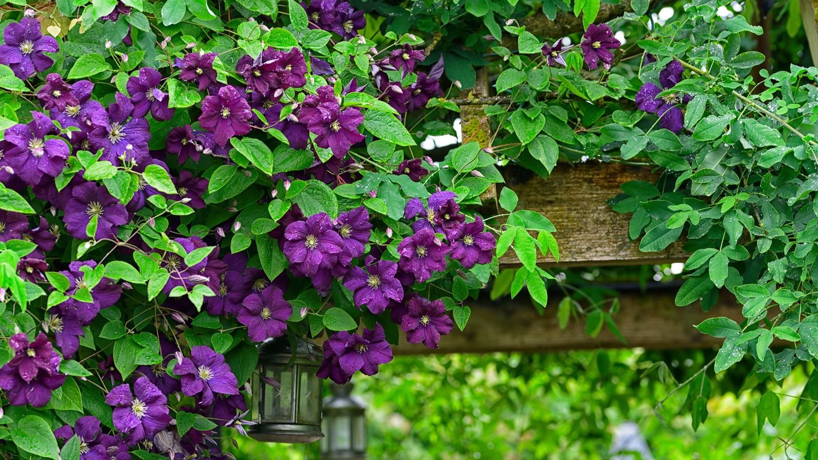 This is The Only Fragrant Climber You Need To Trail Over a Pergola – For Naturally Scented, Colorful Evenings of Summer Hosting
