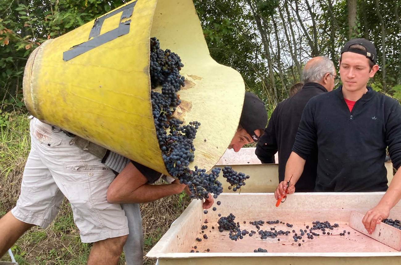 Loire 2021 red wines