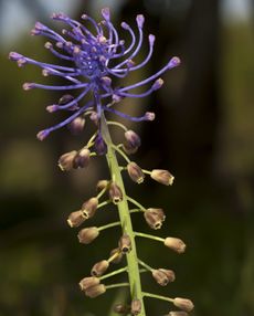 Purple-Green Tassel Hyacinth Bulbs