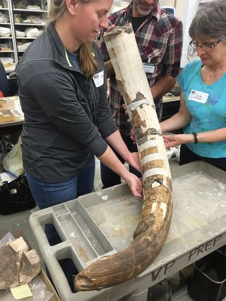 Mastodon tusk partly reassembled