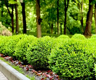 box shrubs growing in a row on driveway