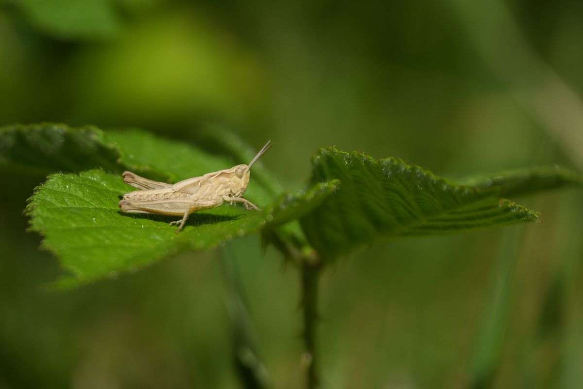 Sony RX10 V bridge camera sample gallery, macro image of a grasshopper on a leaf