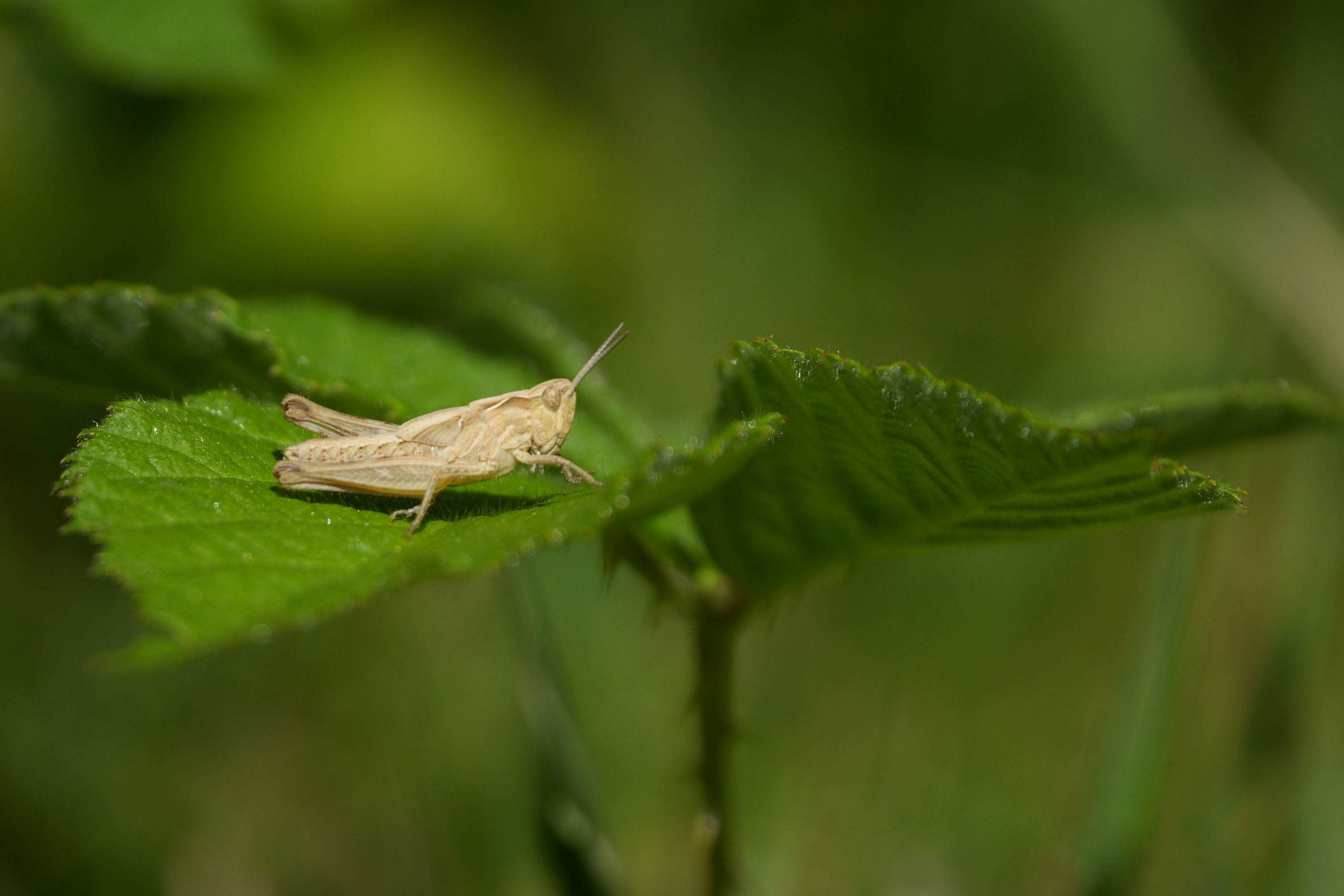 Sony RX10 V bridge camera sample gallery, macro image of a grasshopper on a leaf