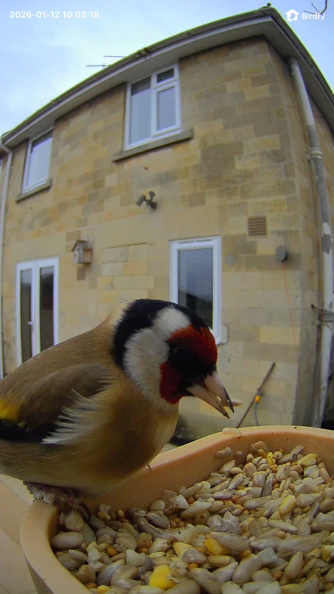 Sample image from the Birdfy Rookie feeder