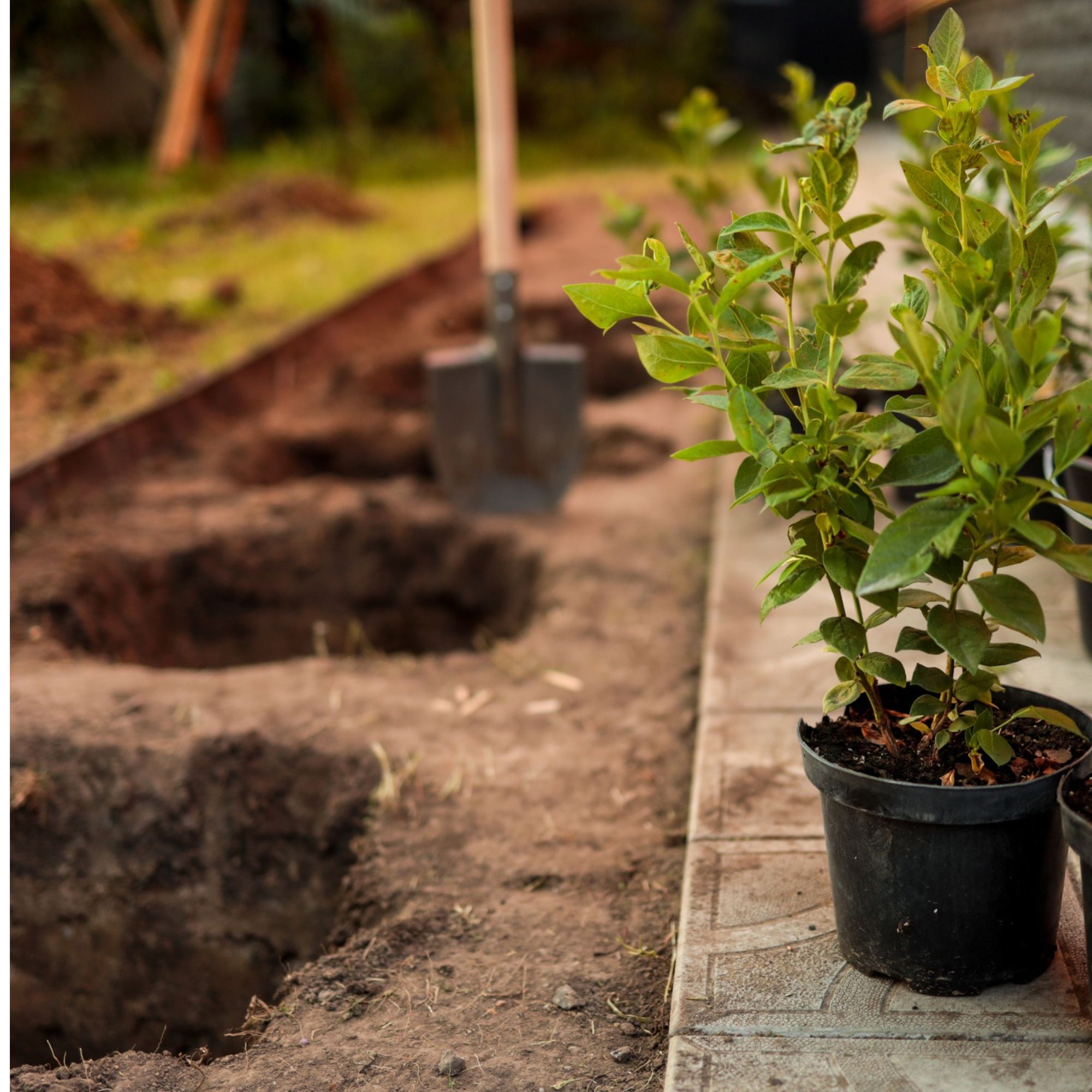 Planting holes next to shovel and shrubs in garden