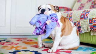 why do dogs lick toys