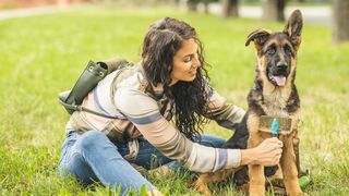 German shepherd puppy being brushed with the best dog brushes