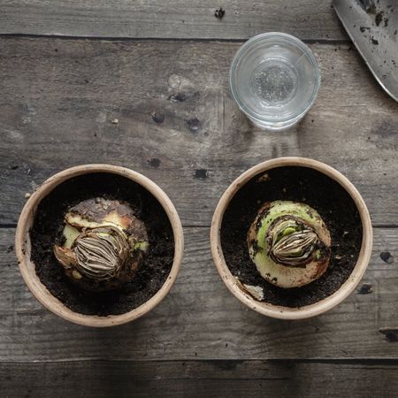 Two amaryllis bulbs in pots