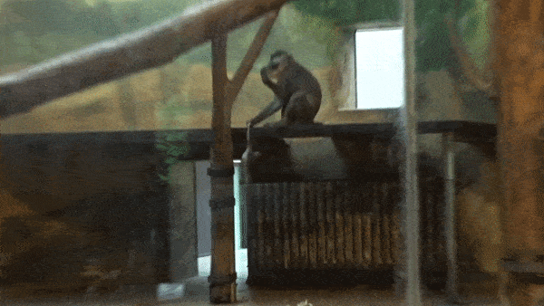 A video clip of the drill mother throwing her child's corpse around her enclosure
