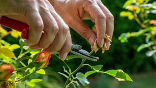 Deadheading a rose bush with pruning shears
