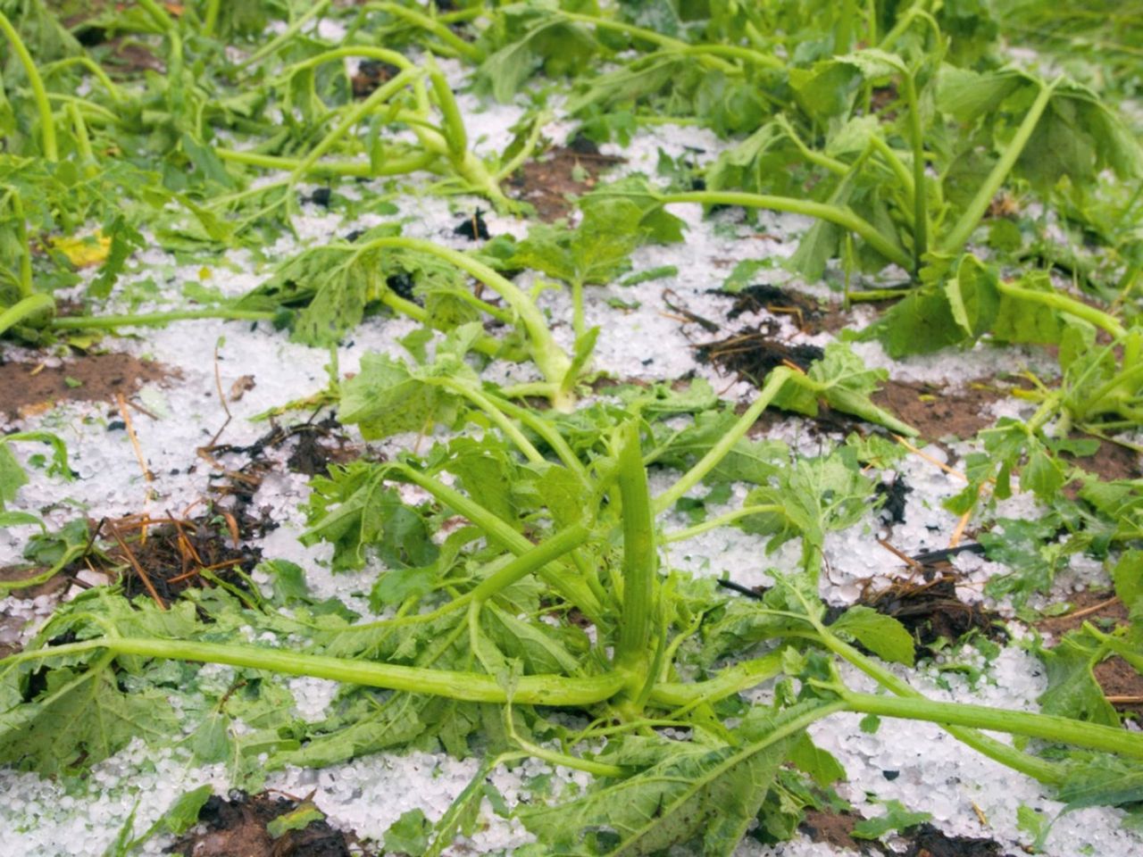 Plants Damaged By Hail