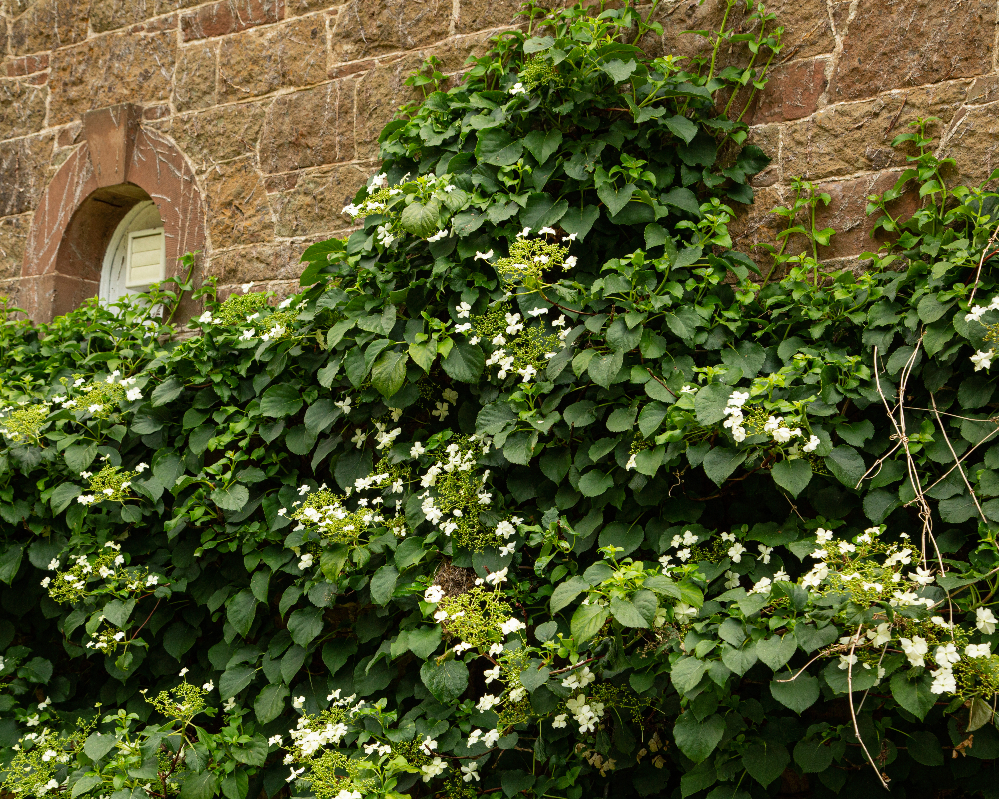 Climbing hydrangea on a stone wall