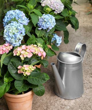 hydrangeas in pots with watering can