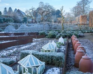 vegetable garden with terracotta rhubarb forcers and box hedging in a frosty winter garden