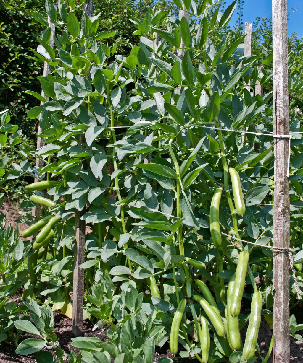 How to grow broad beans add these lowmaintenance crops to your veg