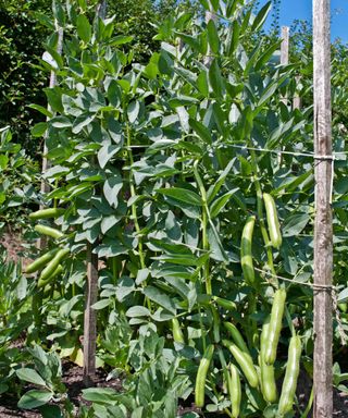 how to grow broad beans: supporting broad beans as they grow tall