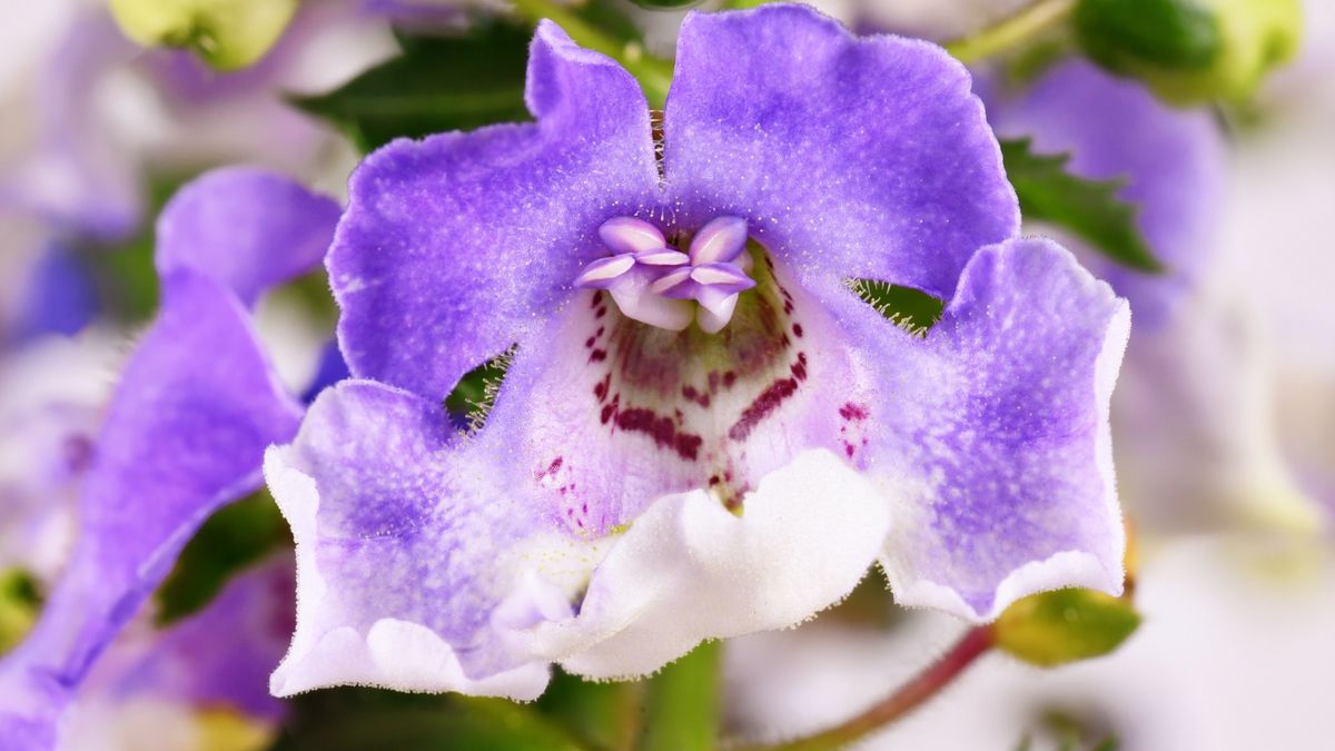 5 flowers to plant in June to brighten up your yard for summer - Vimarsana News